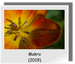 Makro  (2019)