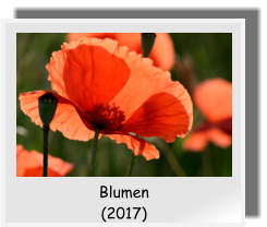 Blumen (2017)